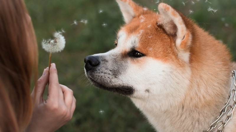 How Do I Choose The Best Antihistamine For Dogs I Pettable I ESA Experts